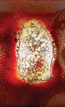 FN Judy Fuzzy 2 Light Wall Sconce by WPT Design