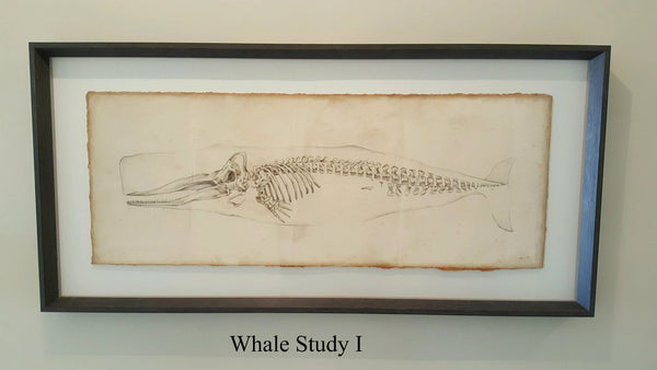 Whale Study I & II Giclee Print